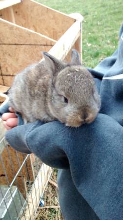 More adorable baby bunnies for sale (kings mills OH)