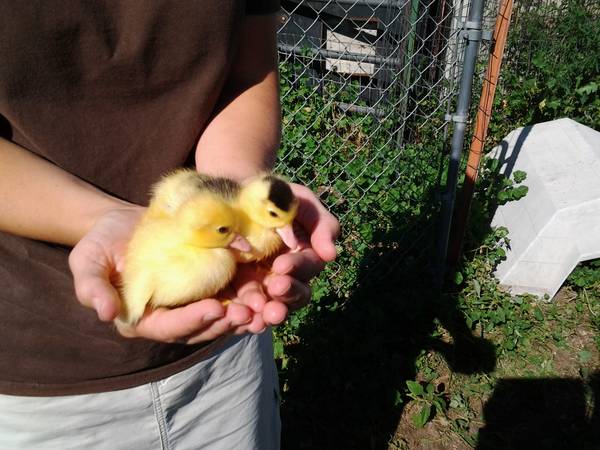 Moscovy Ducklings (Carpenter, WY)