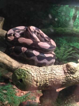 Motley Boa And Blood Python