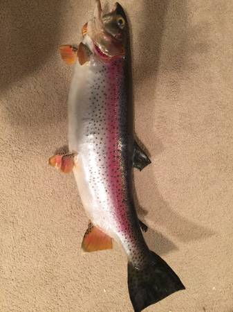 Mounted Rainbow Trout