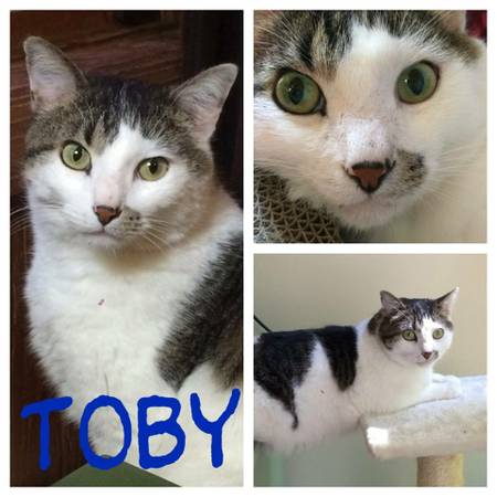 Movie Star Handsome Tabby and White Cat, with Rescue, Fenton, Mo