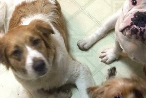 Moving amp Very Timid but sweet Great Pyrenees mix rescue (Picayune)