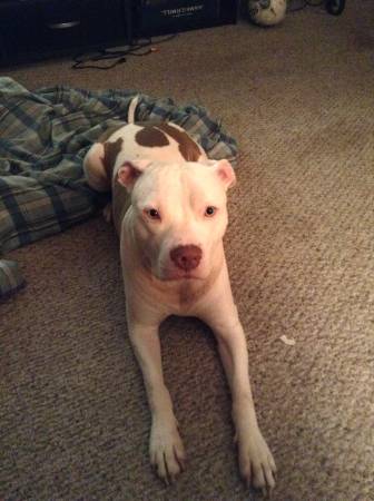 Muchacho FULLY VETTED Red amp White Staffordshire FAMILY DOG  (Metairie New Orleans)