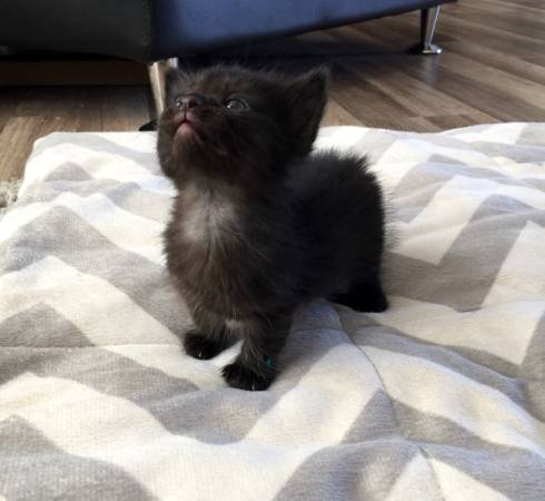 Munchkin and Scottish fold munchkins (Billings)