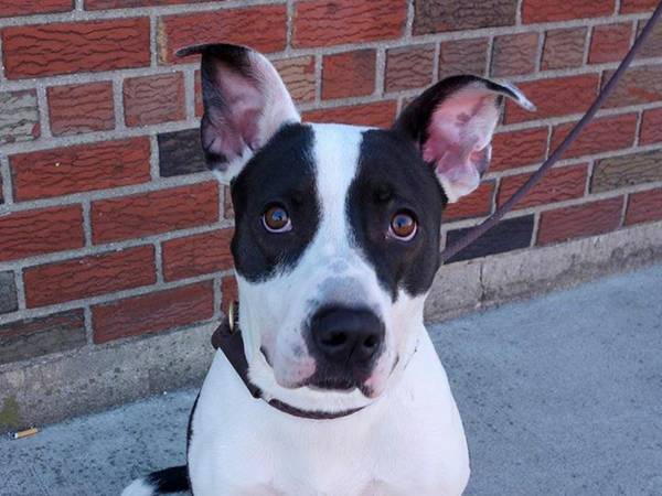 My name is Matilda and Im looking for my Forever Home (Hartford, CT)