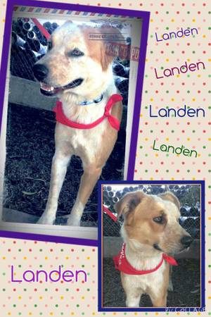 My picture is here if you want to adopt me LANDEN