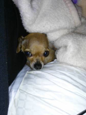 my tea cup chihuahua missing (anniston st)
