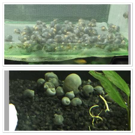 Mystery snails (Bridge city)