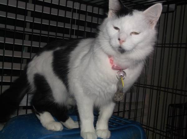 Nala beautiful fluffy black and white female cat (north fort worth)