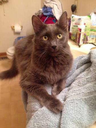 Nebelung Breed Free to Loving Home (Catonsville)