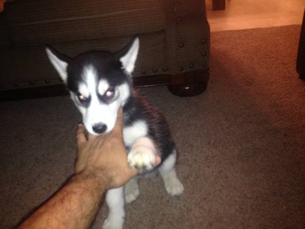 Need a new home for a female Siberian husky