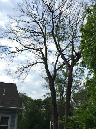 Need Tree Pruning  Tree Climber (Lexington)