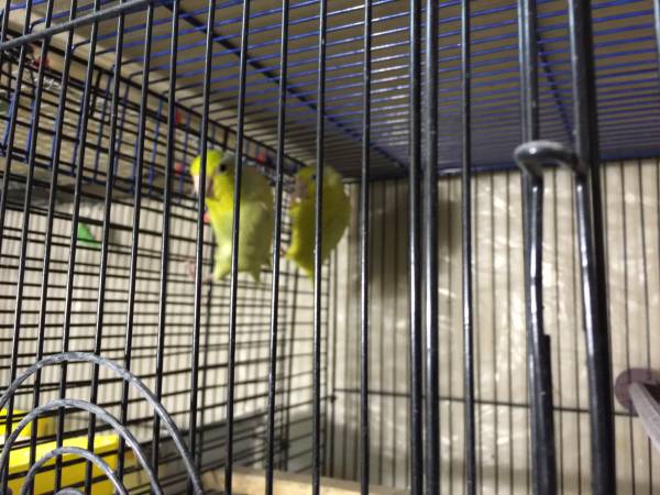 Need new home for birds