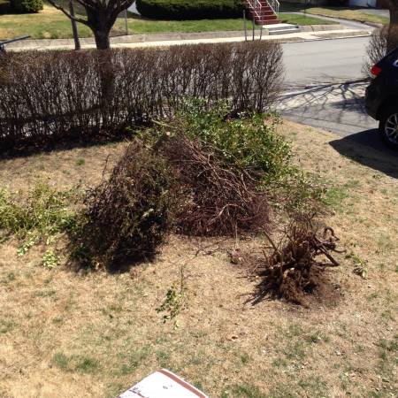 Need small brush pile removed