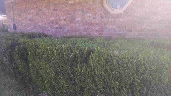 need the shrubs trimmed or removed (guthrie)