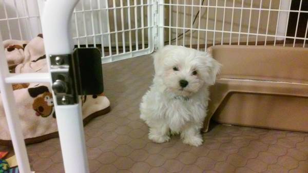 Need to rehome Maltese puppy