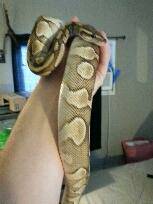 Need to rehome snakes asap. SnakesRack (levittown)