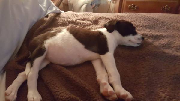 need to rehome two very adorable puppies (North chesterfield)