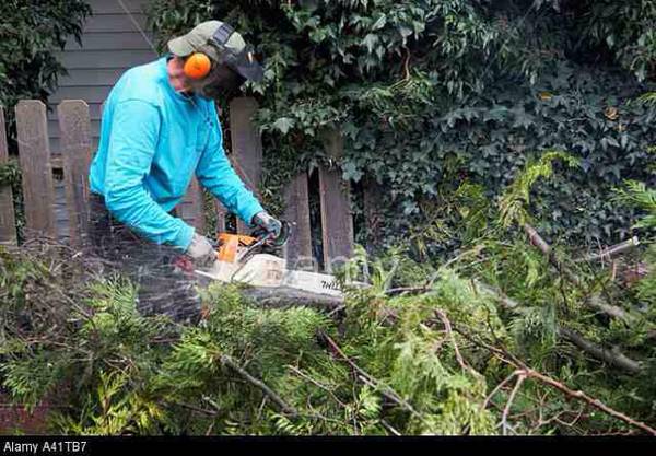 Need tree limbs cut gutters cleaned  Garage,attic clean outs . (Nashville,Murfreesboro, surrounding area)