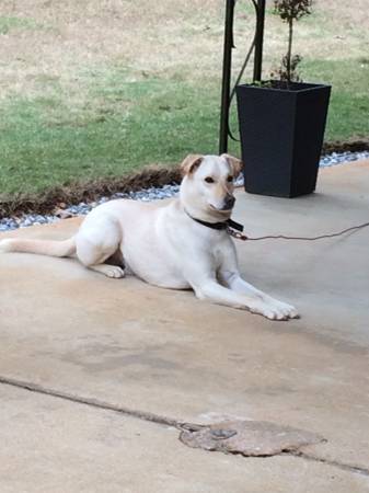 Needs a Home (north columbus)