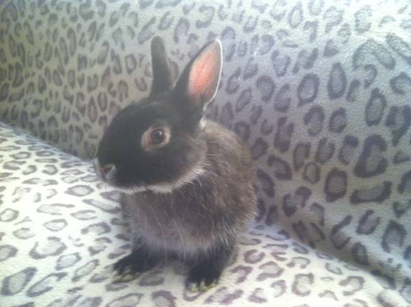 Netheland Dwarf Rabbits (Blair,ne)