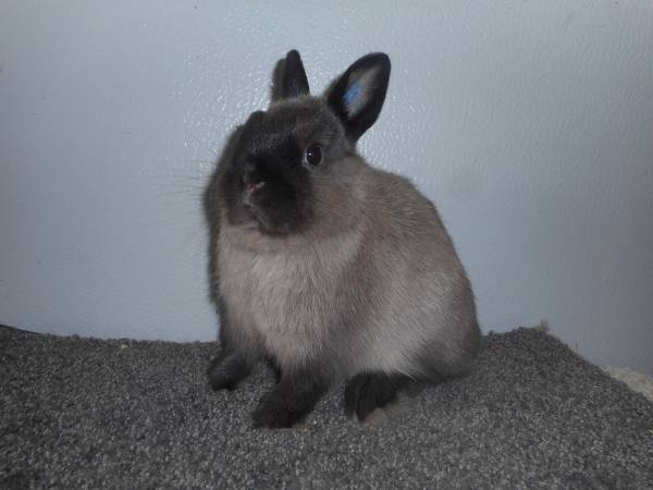 Netherland Dwarf Buck (Longmont)