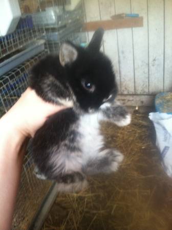 Netherland dwarf bunnies (Newark)