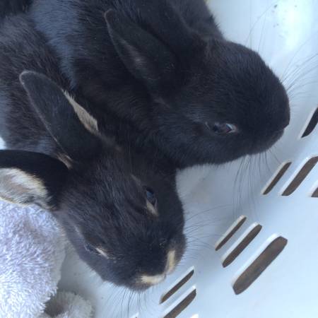 Netherland dwarf rabbits  (Belleville)