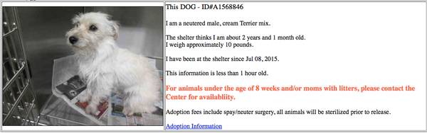 Neutered male, cream Terrier mix. (South Los Angeles Animal Care)