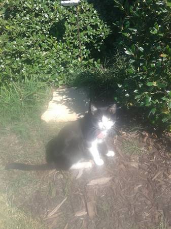 Nevada beautiful black and white tuxedo (north fort worth)