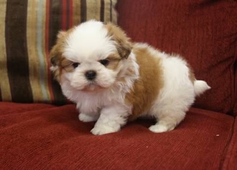 New Home Needed for Adorable Little Shih tzu pups 100 Shih tzu pups,