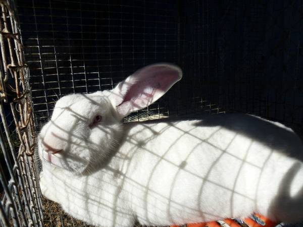 New Zealand Rabbit Buck