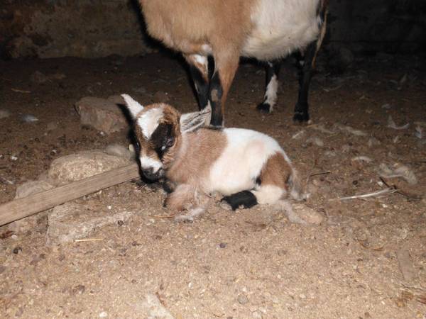 Newborn Nigerian Dwarf buckling