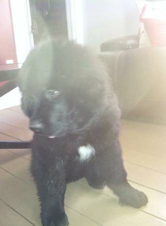 Female black lab puppy (Greeley ne)
