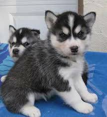 Nice and calm Siberian husky puppies available