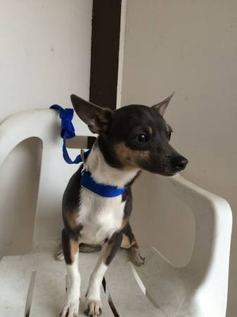 Nitro beautiful chihuahua mix (north richland hills)