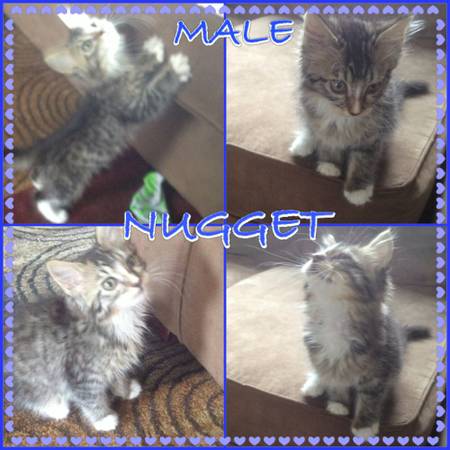 Nugget long haired kitten