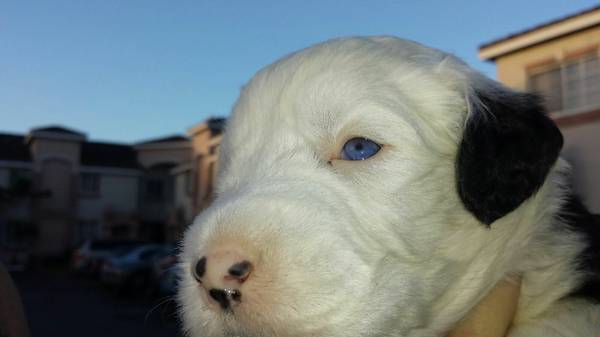 Old English Sheepdogs (Miami)