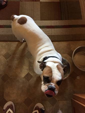 Olde English bulldog puppy (Picayune)