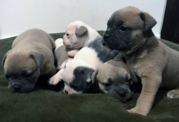 Olde English Bulldogge Pups (Oahu)