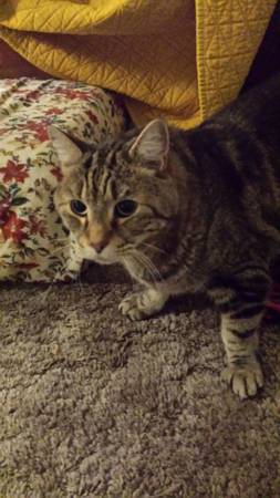 older cat free to good home (United States)