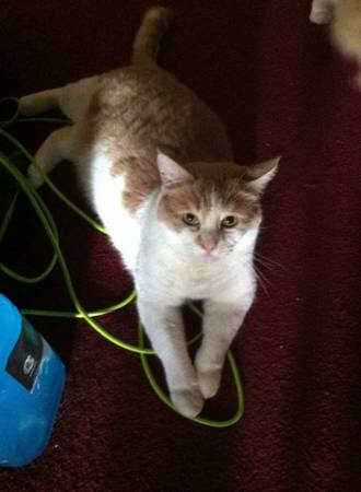 OLIVER  ORANGE AND WHITE CAT (Elkton, MD)