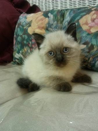 ONE HimalayanSiamese Cross Kitten