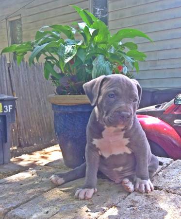 only 2 huge pit pups left (Serious inquiries) (detroit)