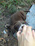 ONLY TWO PUPPIES LEFT (Ponchatoula)