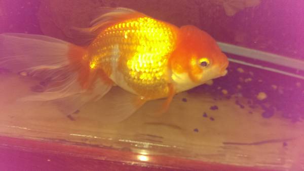 oranda goldfish (vancouver wa)