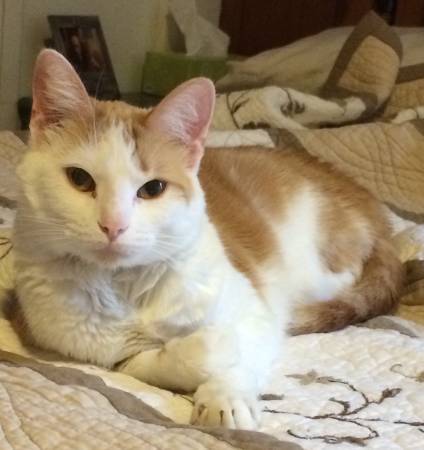 Orange and White Awesome Cat, with Rescue, Fenton MO