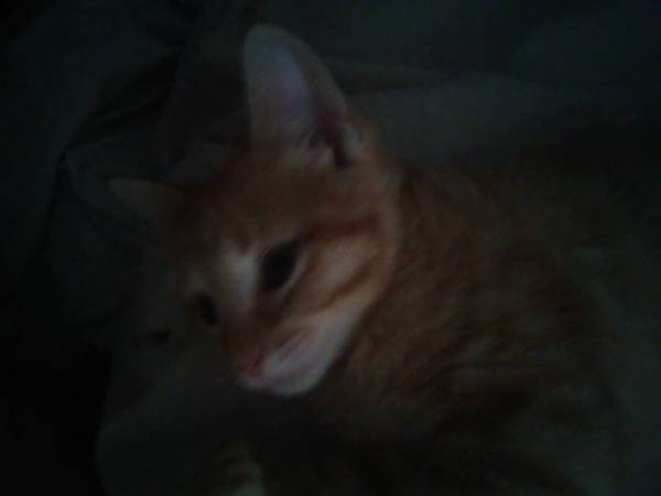 Orange cat 2 months old (United States)