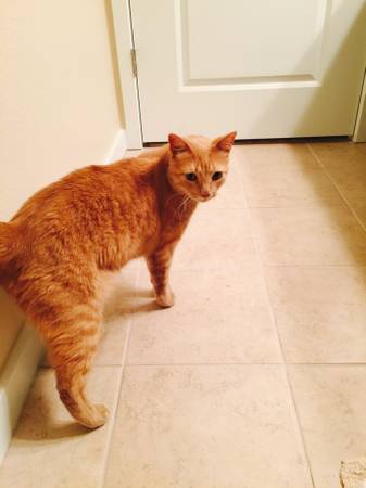 Orange gentle cat found