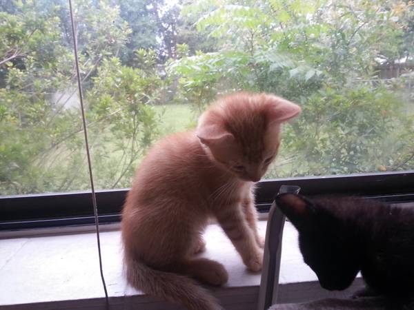 ORANGE KITTEN 10 WEEKS OLD NEEDS GOOD HOME (Orlando Florida)